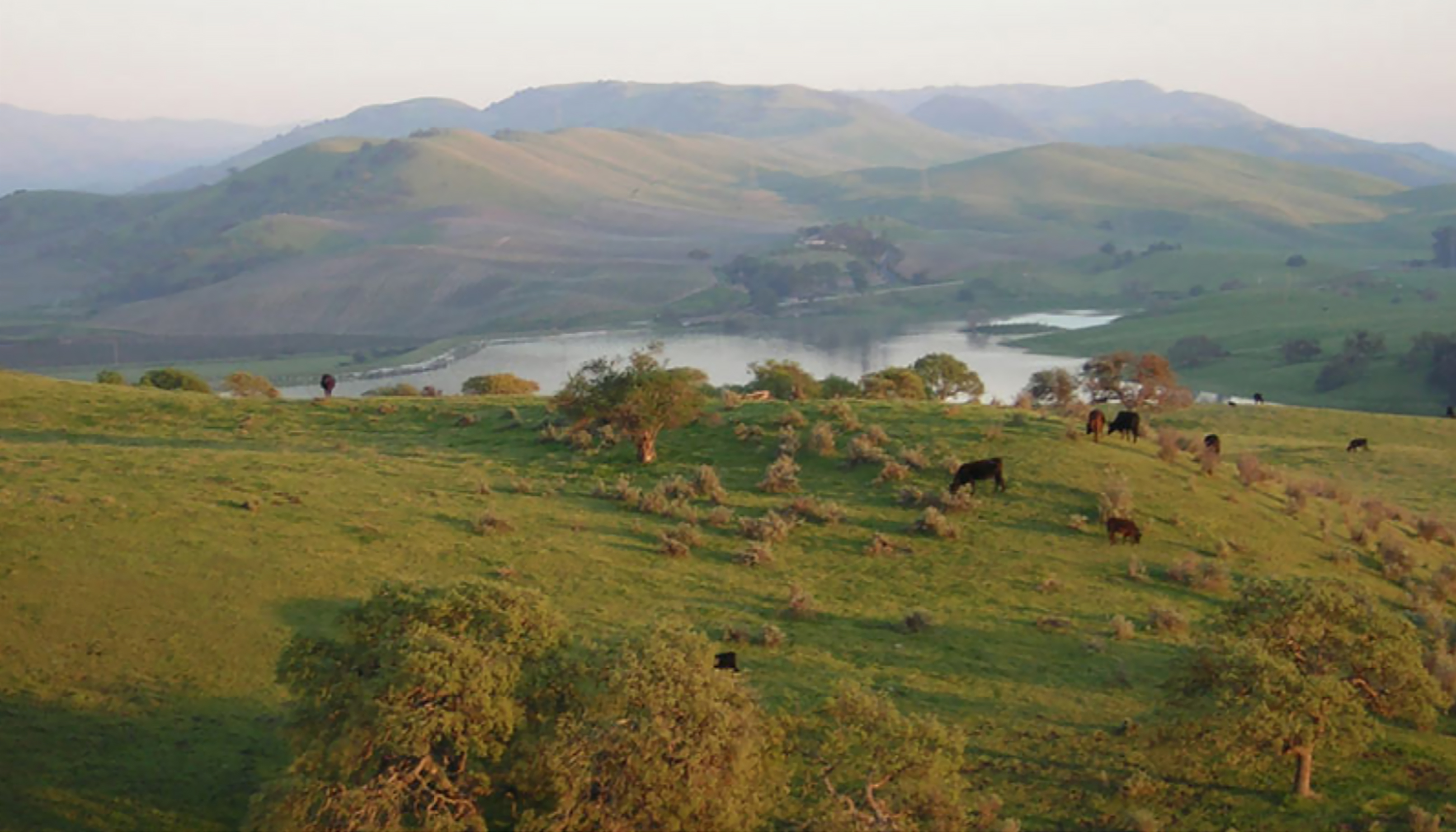 About Paicines Ranch – Scene and Herd